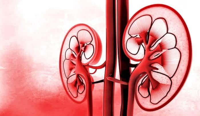 Blood type is erased from kidney before transplantation -