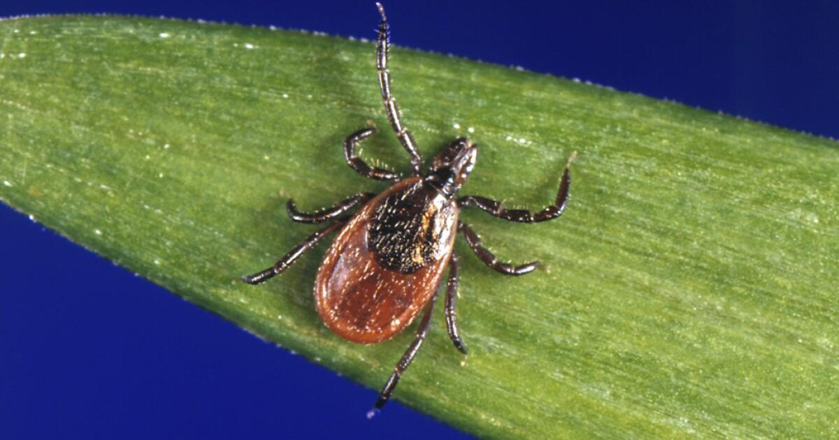 Health Officers of Lorrain District alert of a new tiny threat: black ticks