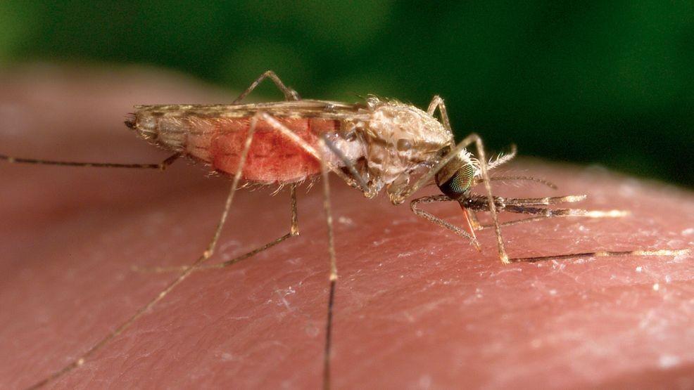 In Washington province, it was reported in the first opportunity of malaria