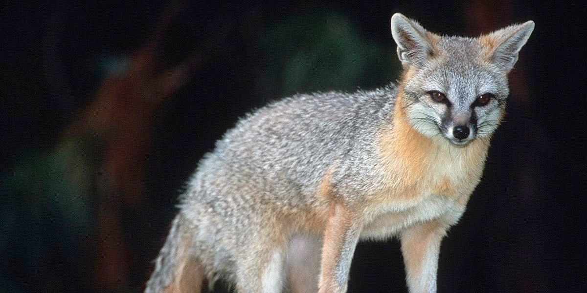 Franklin County Fox tested for the rabies