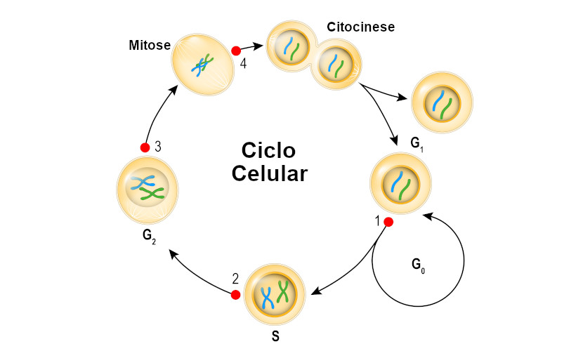Cell cycle: stages, relationship with cancer and summary