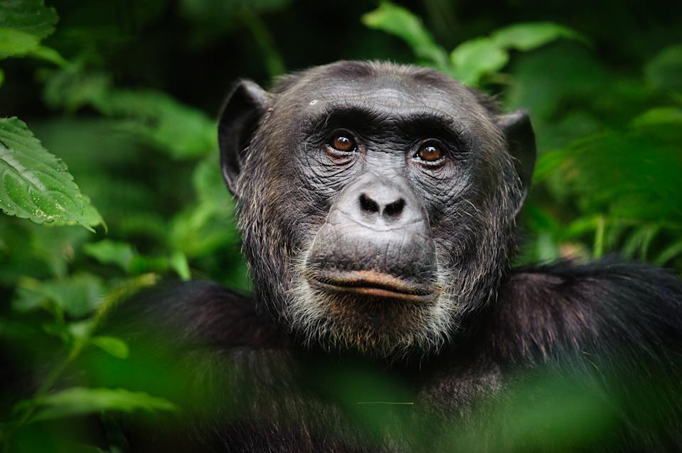 A woman reported that she developed a condition with chimpanzeesé  Photo: Getty Images