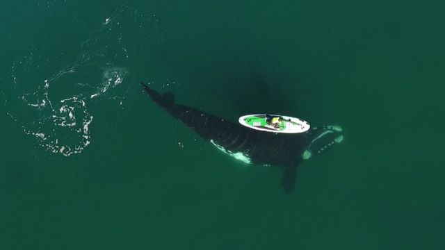 A whale passes under a woman on a board