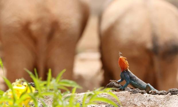 A monitor lizard catches an insect at Ngulia Safari Lodge, one of Kenya's most popular safari destinations in Chao West National Park in the Chao region Photo: JACKSON NJEHIA / REUTERS