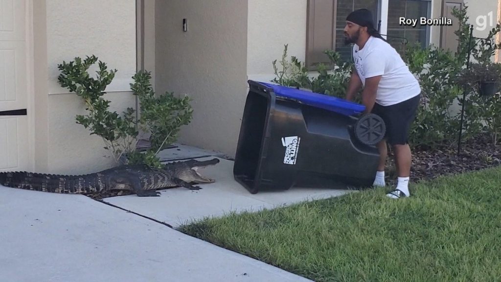 A man uses a trash can to catch an alligator on the doorstep of his Florida home;  watch |  Globalism