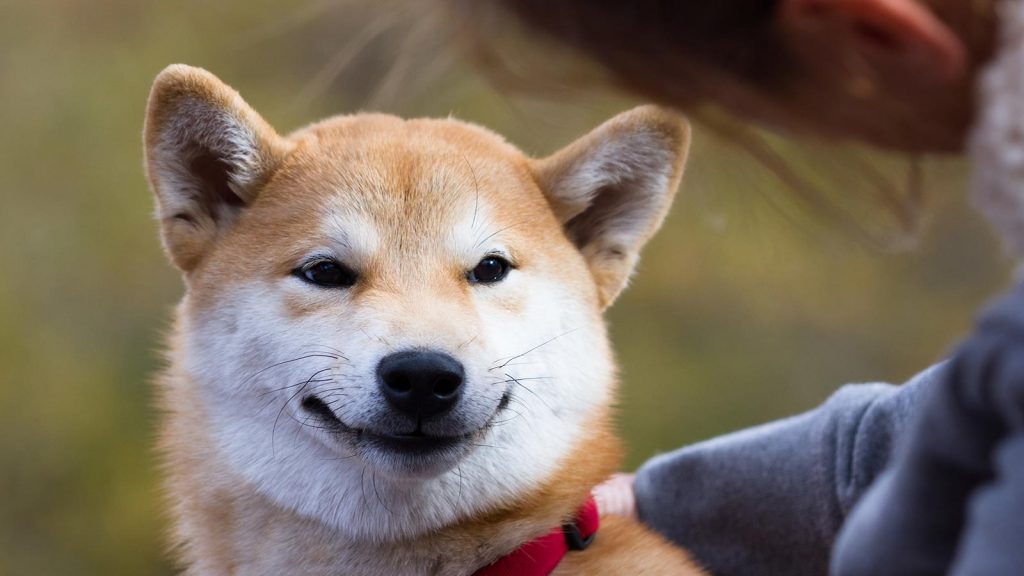 The dollar invested in the cryptocurrency Shiba Inu a year ago achieved 2 million Brazilian riyals