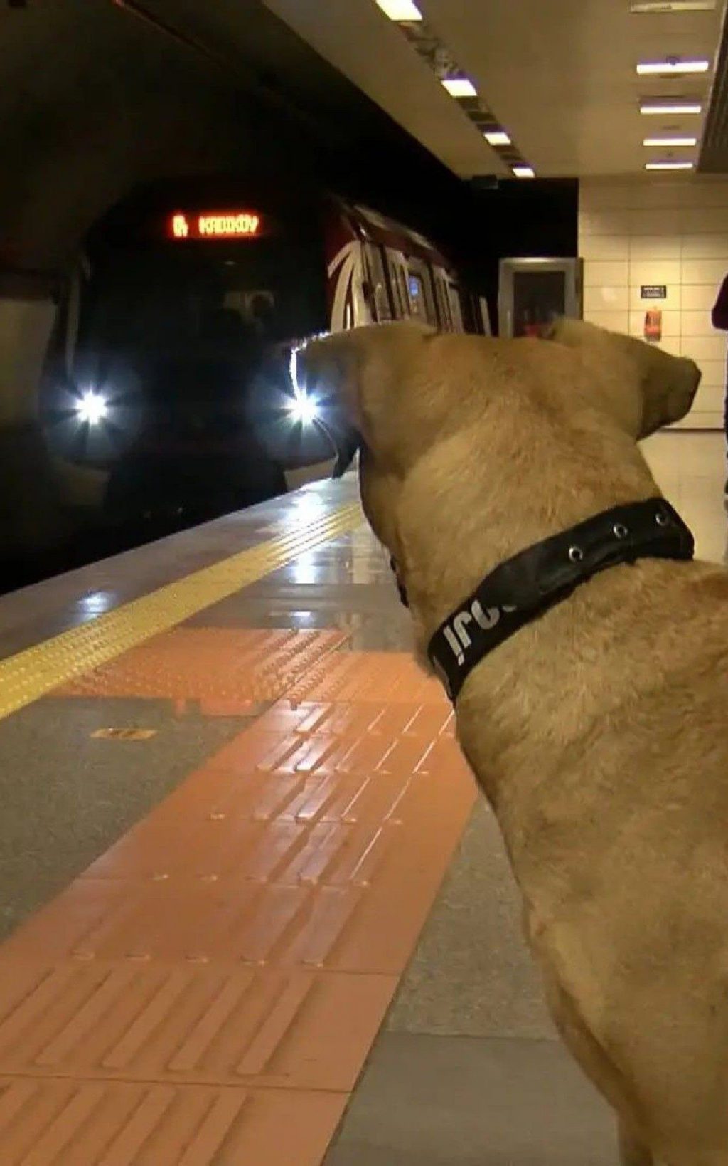 A dog draws attention for using public transportation daily in Istanbul |  world and science