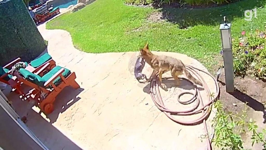 Chihuahua survives coyote attack in Los Angeles;  watch |  Globalism