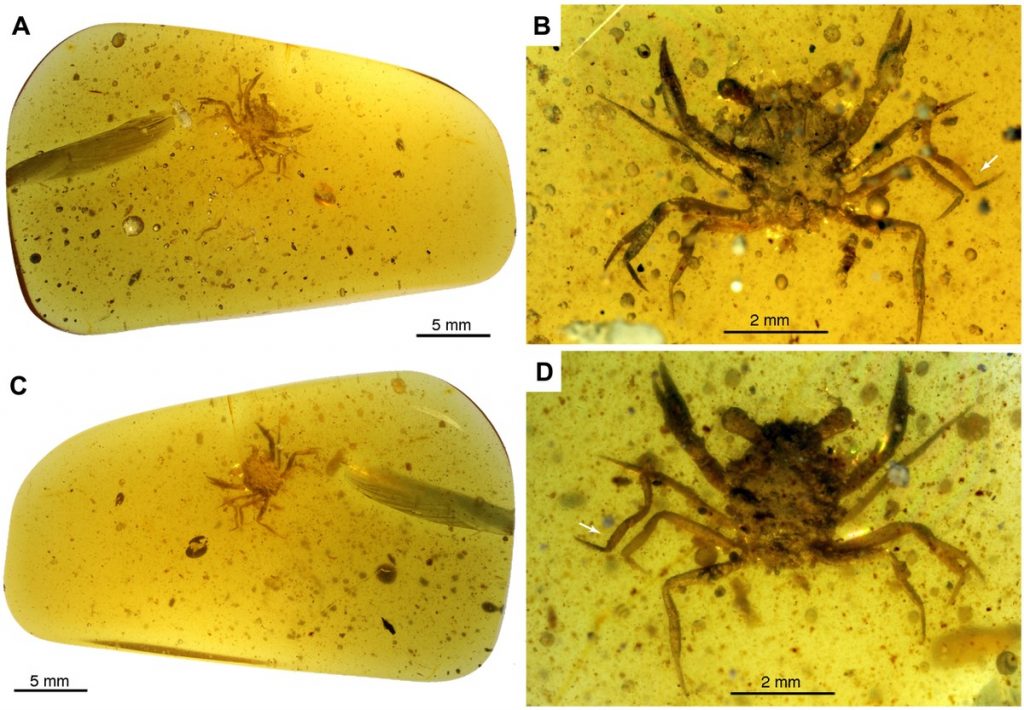 Scientists discover a crab preserved in amber and lived in the age of dinosaurs |  environment
