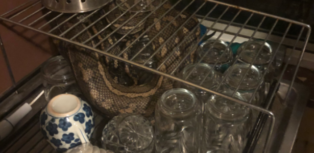 The man finds a snake in the drying rack while he puts the dishes away