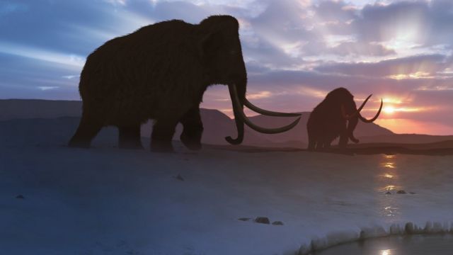 mammoths;