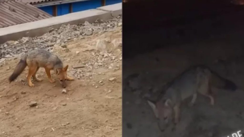 The family buys the fox thinking it is a dog;  Watch the video |  extraordinary world