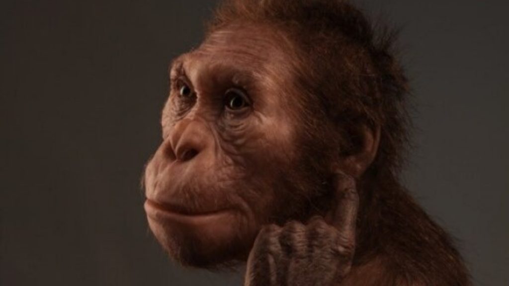 The illustration shows what Australopithecus sediba, one of the most adapted ancestors of humans, would look like (Image: NYU et al. / Courtesy)