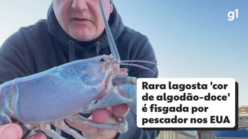 Rare 'Cotton Candy Color' lobsters hooked by an American poacher |  Globalism