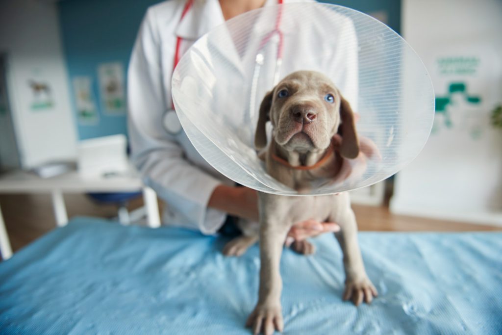 4 Diseases that pets can transmit to humans