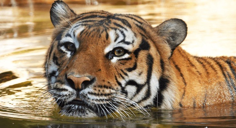 USA: Tiger kills zoo employee's hand - News
