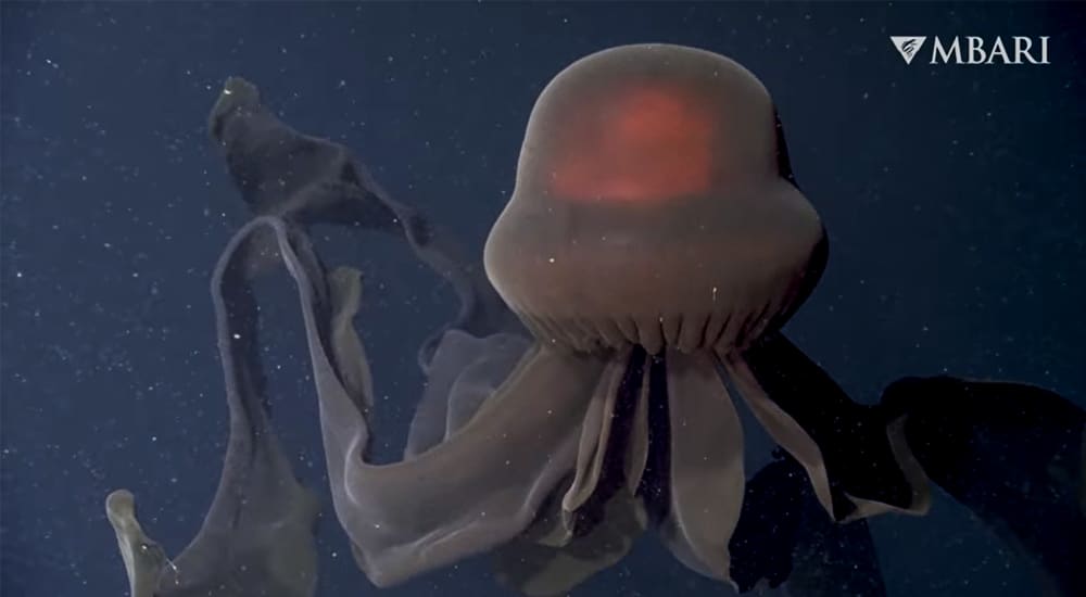 Watch giant ghost jellyfish float in the depths of the ocean