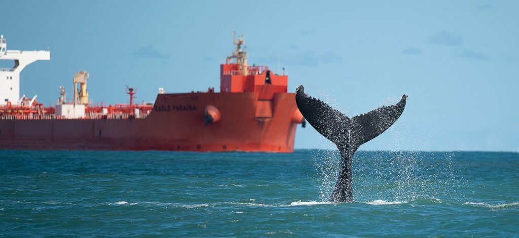 Nunca se viu tantas baleias jubartes no litoral paulista como em 2021 – Jornal da USP