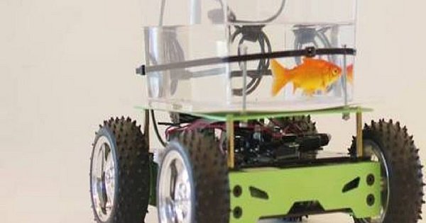 An Israeli study says that goldfish can drive on dry land