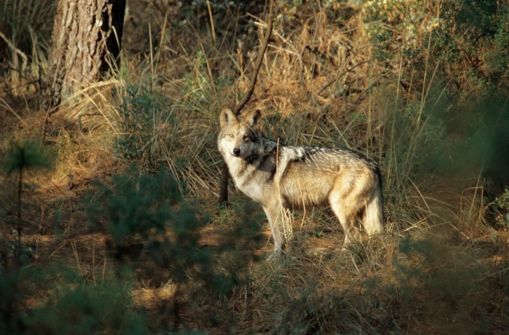 Lobo em extino foi em busca de companiira, mas muro na fronteira EUA-Mexico o impediu