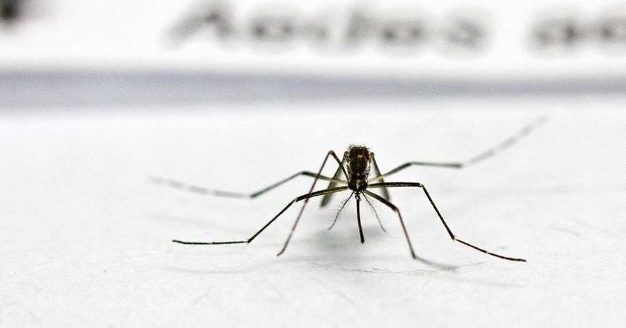 Republika Srpska issues epidemiological alert for critical dengue case