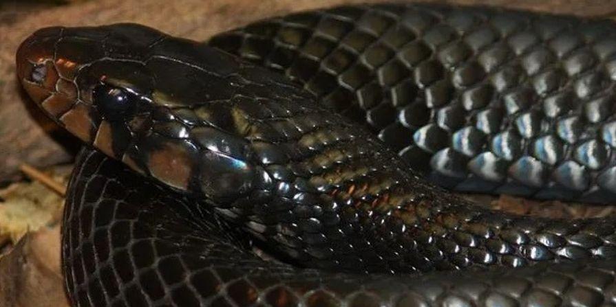 The eastern Nile viper became extinct more than 70 years ago in the wild
