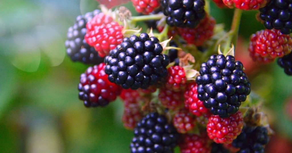 This is the fruit you should eat for 100% brain health.