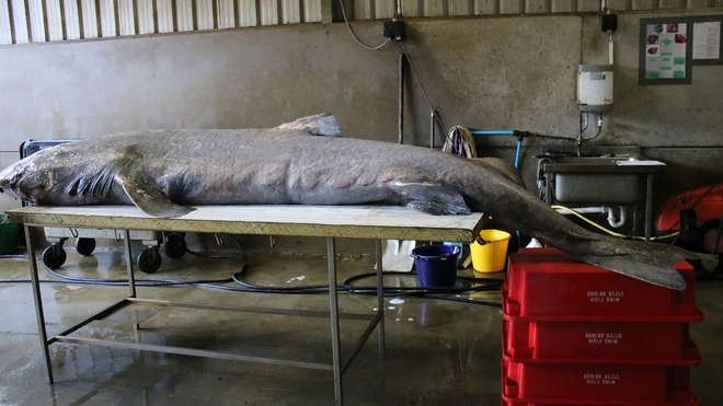 The female Greenland shark is 3.96 meters long (Photo: Cornwall Marine Pathology Team)