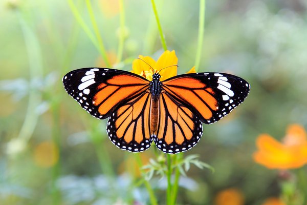 8 Amazing Facts About The Monarch Butterfly