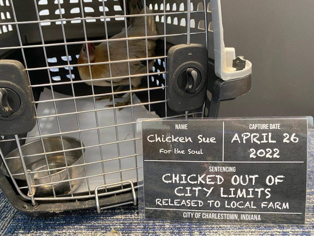 'Most Wanted Chicken' finally arrested in US city