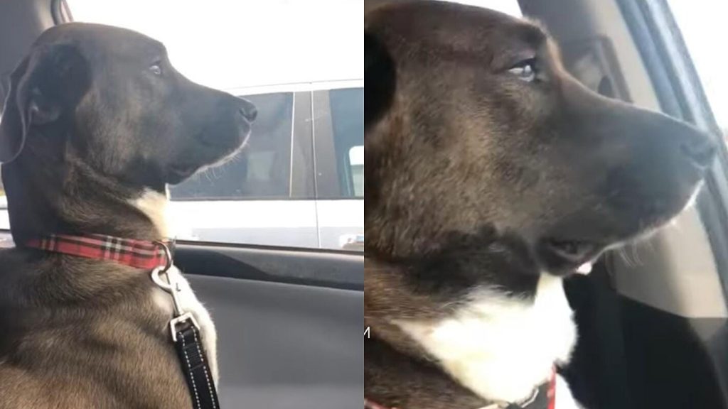 The dog gets hurt and avoids eye contact with the owner after being taken to the dentist;  video
