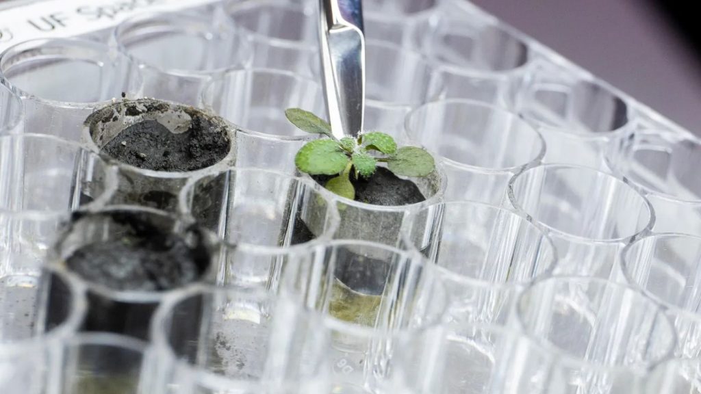 Researchers managed to grow plants on lunar soil