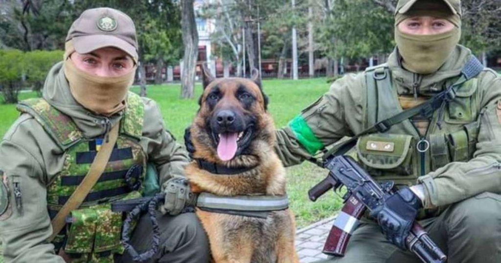 Rescue dog of Russian army by Ukrainian forces