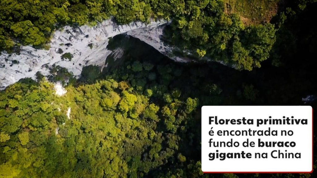 Scientists discover an ancient forest inside a giant hole in China |  Environment