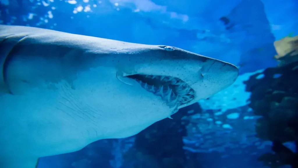 Sharks live in the crater of an active underwater volcano and are of interest to scientists