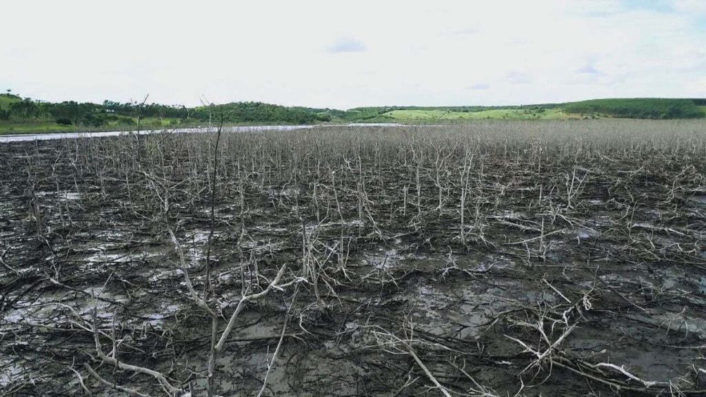 Researcher: Destroyed mangroves in Espiritu Santo have already released more than 1 million tons of carbon dioxide into the atmosphere: an 'anomalous' |  Globo Reporter