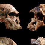 Discovery predicts the existence of human ancestors by a million years