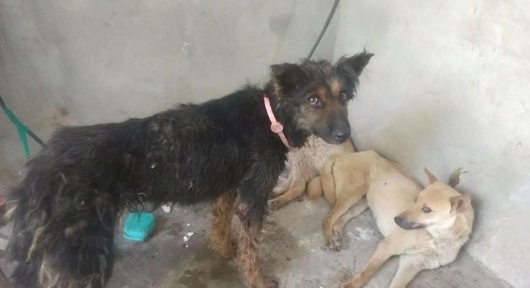 Cães resgatados têm até etiqueta de identificação, o que demonstra que eles têm dono
