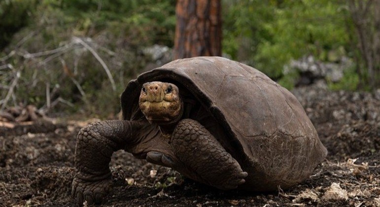 Fernanda foi confirmada como uma tartaruga-gigante da Ilha Fernandina Galápagos