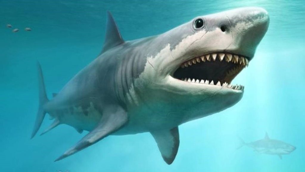 The reason behind the mysterious disappearance of Megalodon, the largest shark that ever lived |  Sciences