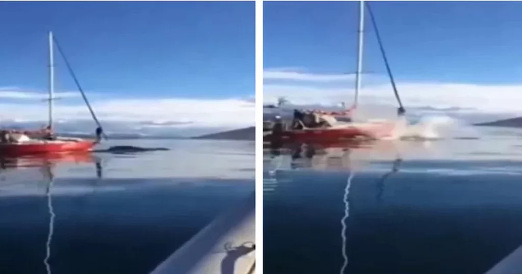 a whale was run over after being chased by a boat;  Crew "just laugh" - metro world news Brazil