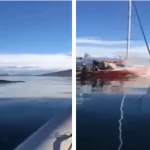 a whale was run over after being chased by a boat;  Crew “just laugh” – metro world news Brazil