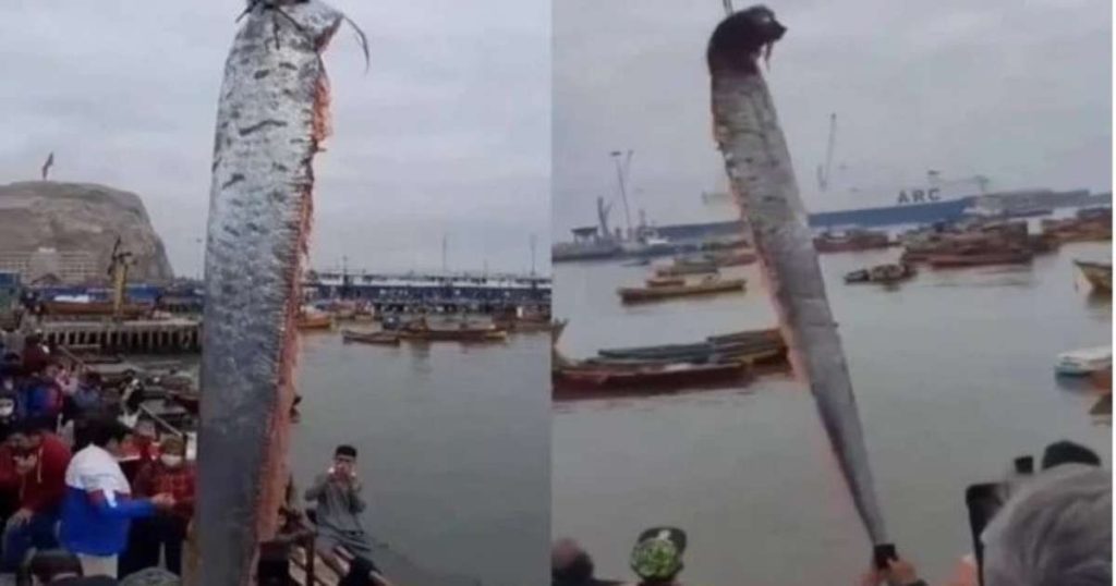 The appearance of a giant "cursed" fish worries Chileans;  understand