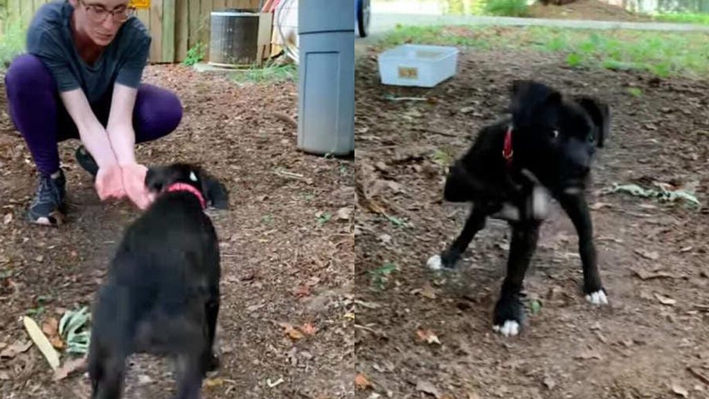 A disabled dog cries when he realizes where his new owners will take him