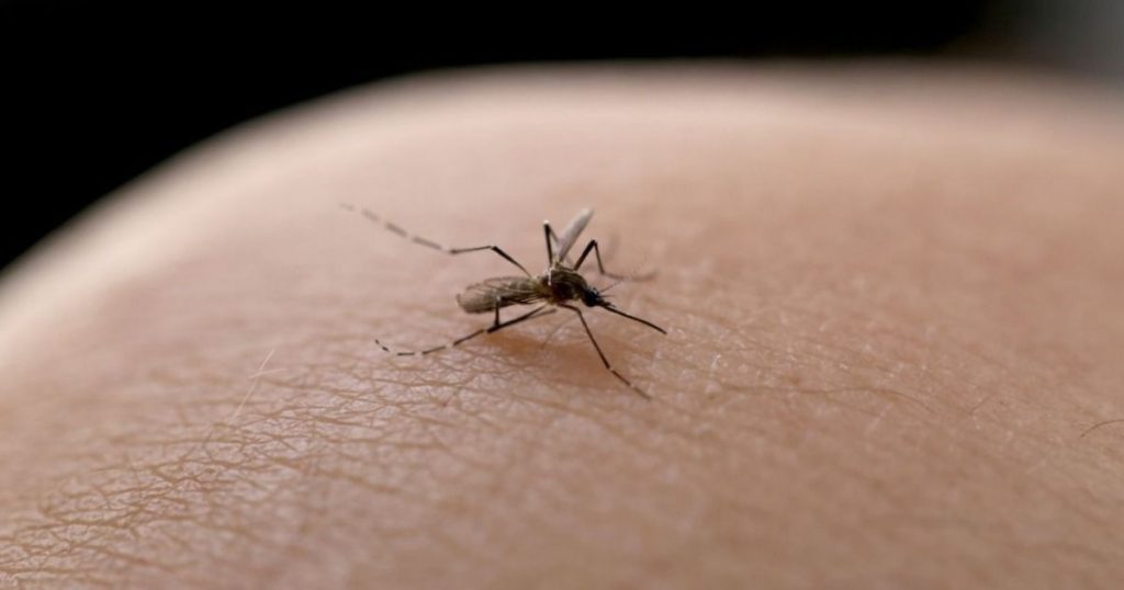 Joinville Health confirms three more dengue deaths
