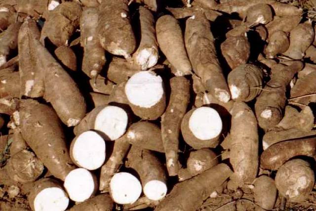 Scientists use wild species to improve cassava