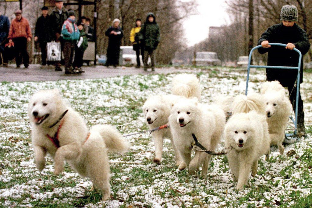 Siberian dogs depend on humans for food - 23/7/2022 - Science