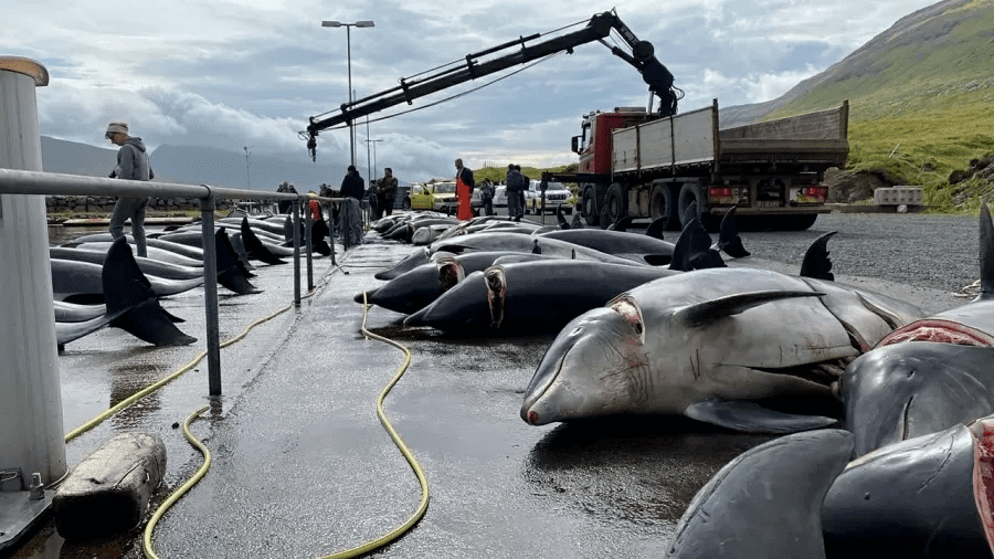 100 dolphins killed in yet another massacre in the Faroe Islands (Photo: Sea Shepherd) 100 dolphins killed in another massacre in the Faroe Islands (Photo: Sea Shepherd)