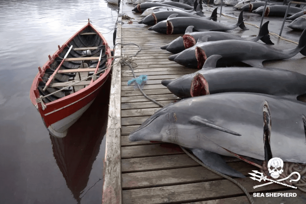 100 dolphins were killed in the massacre of the New Faroe Islands (Photo: Sea Shepherd)