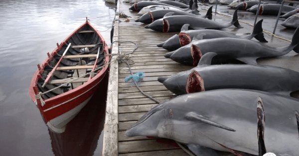 100 dolphins killed in massacre in New Faroe Islands